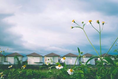 Close-up of white flowers against cloudy sky