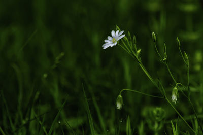 Close-up of white flowers blooming in field