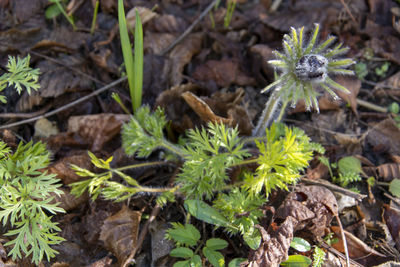 High angle view of flowering plants on land