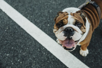 High angle view of dog on road