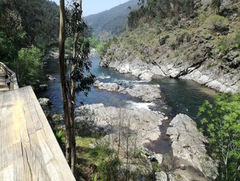 Scenic view of river in forest