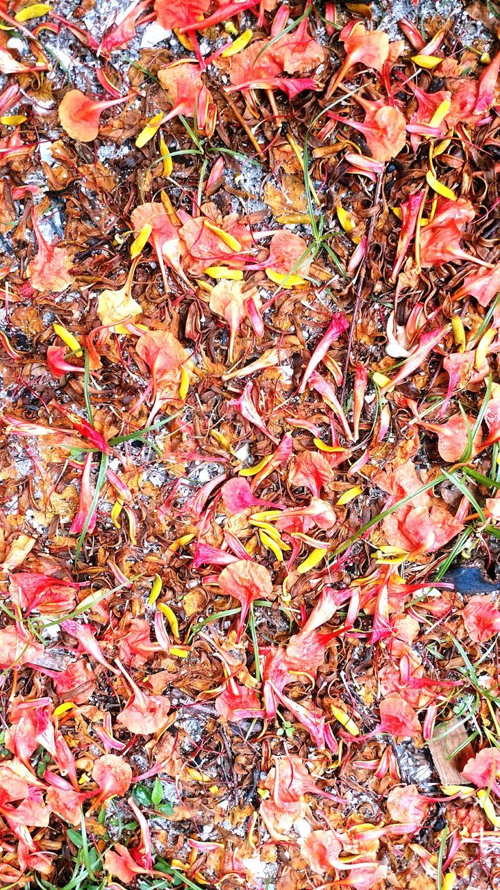 CLOSE-UP OF AUTUMN LEAVES