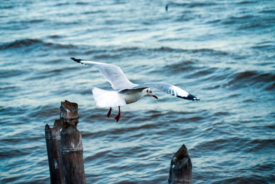 Full length of seagull flying over sea