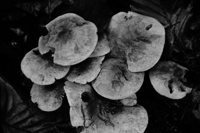 Close-up of flowers at night