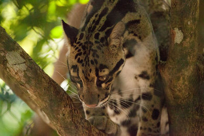 Male adult clouded leopard neofelis nebulosa is listed as vulnerable and can be found in asia.