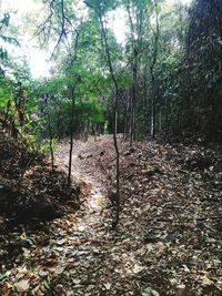 Trees in forest