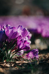 Close-up of purple crocus flowers