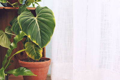 Close-up of potted plant on window sill