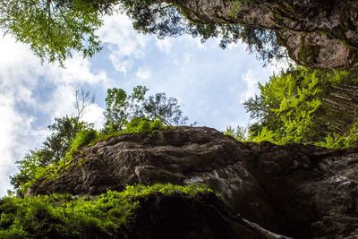 Low angle view of trees against cloudy sky