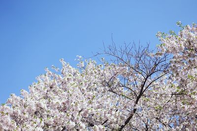 Low angle view of cherry blossoms against blue sky