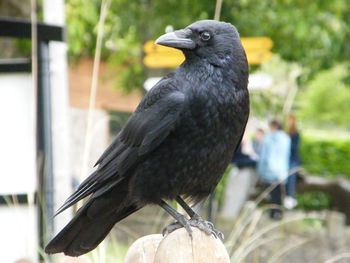 Close-up of bird perching outdoors