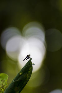 Close-up of insect on flower