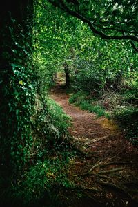 Trees growing in forest