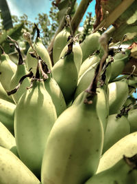 Close-up of succulent plant