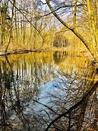 Reflection of bare trees in lake against sky