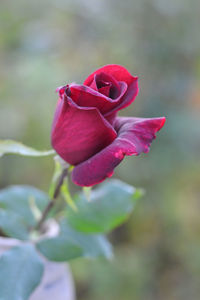 Close-up of pink rose