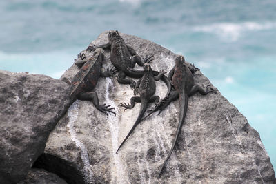Close-up of animal sculpture on rock