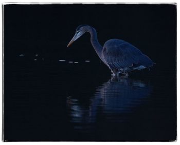 High angle view of gray heron on lake