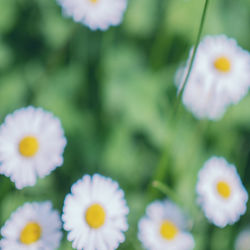 Close-up of white daisy flowers on field