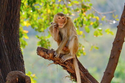 Monkey sitting on tree trunk