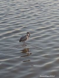 High angle view of seagull in lake