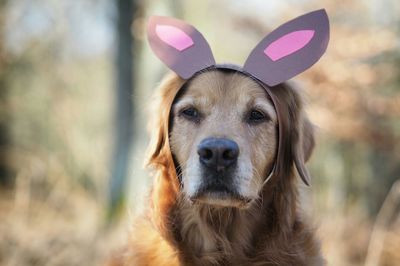 Close-up of brown dog wearing artificial headband