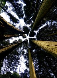 Low angle view of trees in forest against sky