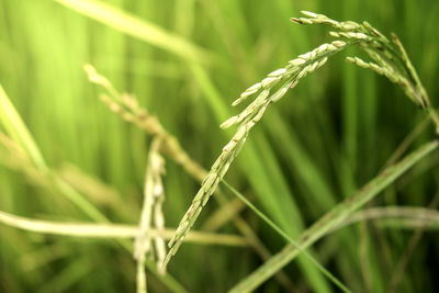 Close-up of crop growing on field