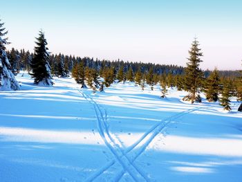 Two ways for cross country skiing in winter mountains. the cross country skiing ways between trees.