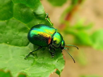 High angle view of june beetle on leaf