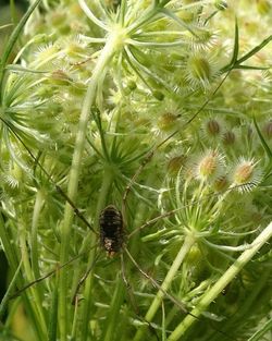 Close-up of fly on plant