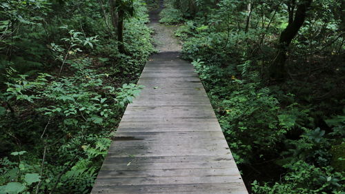 Footpath amidst trees in forest