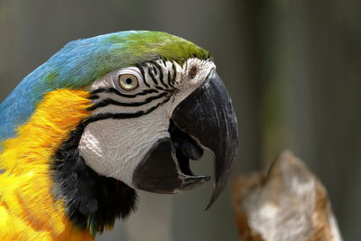 Close-up of a parrot