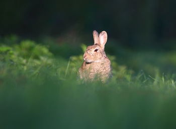 Rabbit on field