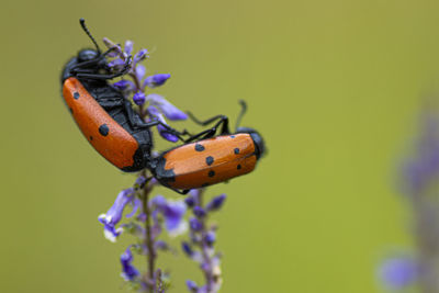 Close-up of animal love