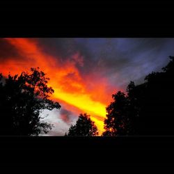Silhouette of trees at sunset