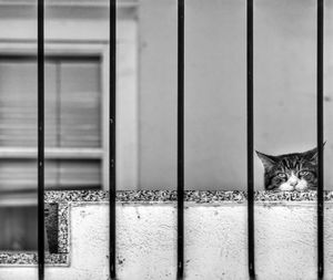 Portrait of cat looking through window