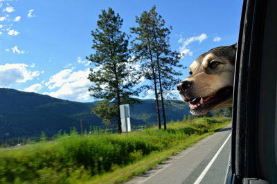 Close-up of dog looking out car window