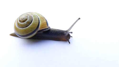 Close-up of snail on white background