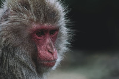 Close-up of a monkey