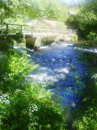 Scenic view of river with trees in background