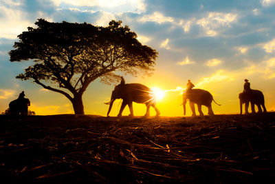 Group of silhouette people on field during sunset