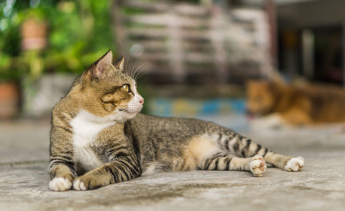 Close-up of cat resting on footpath