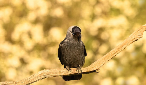 Close-up of bird perching on branch