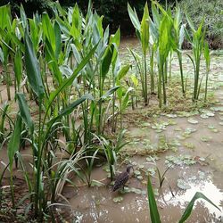 Plants growing in farm