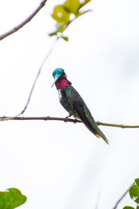 Low angle view of bird perching on branch against clear sky