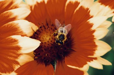 Close-up of bee on flower