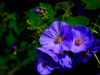 Close-up of purple flowering plant