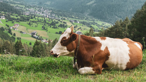 Cows on grassy field