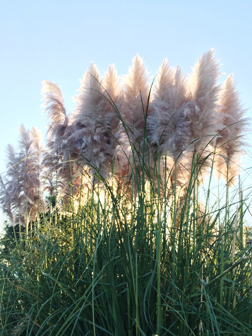 growth, plant, clear sky, nature, low angle view, sky, flower, grass, growing, beauty in nature, field, day, close-up, cactus, no people, tranquility, outdoors, stem, freshness, tree